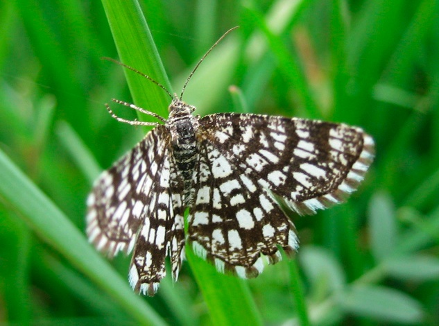 Macdunnoughia confusa, Chiasmia clathrata